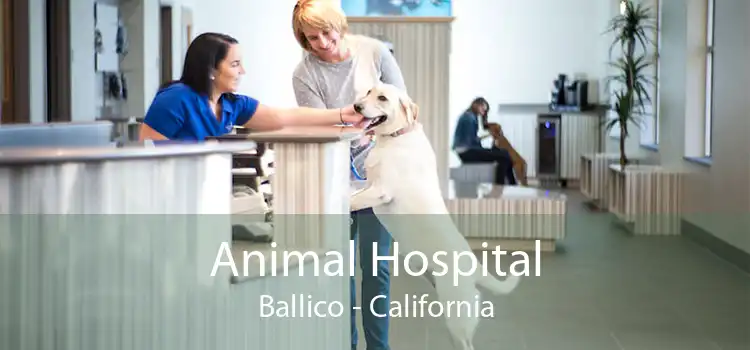 Animal Hospital Ballico - California