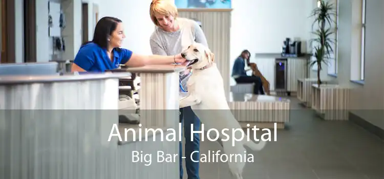 Animal Hospital Big Bar - California