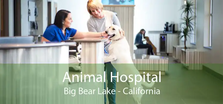 Animal Hospital Big Bear Lake - California