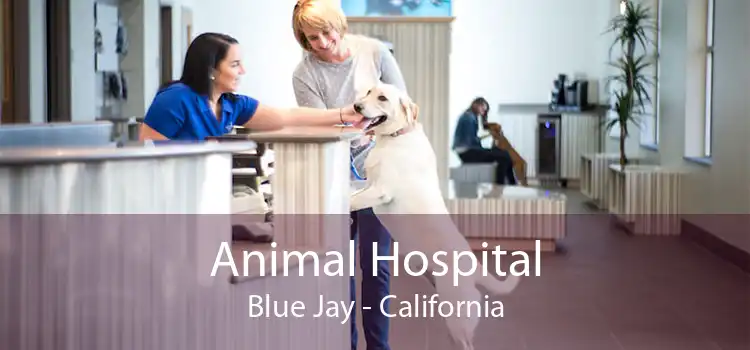 Animal Hospital Blue Jay - California