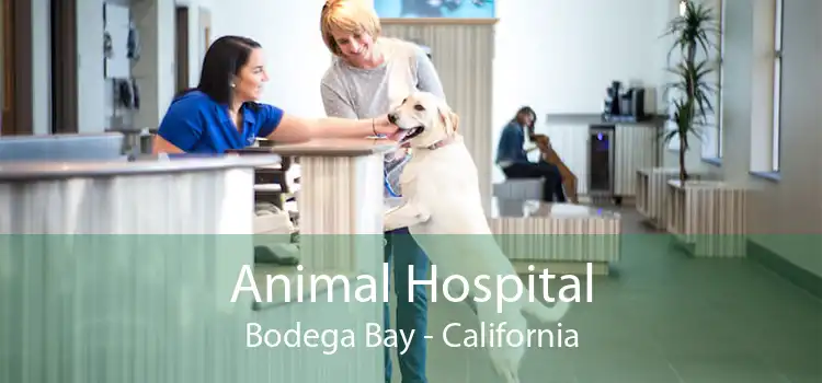 Animal Hospital Bodega Bay - California