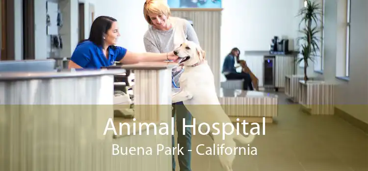 Animal Hospital Buena Park - California