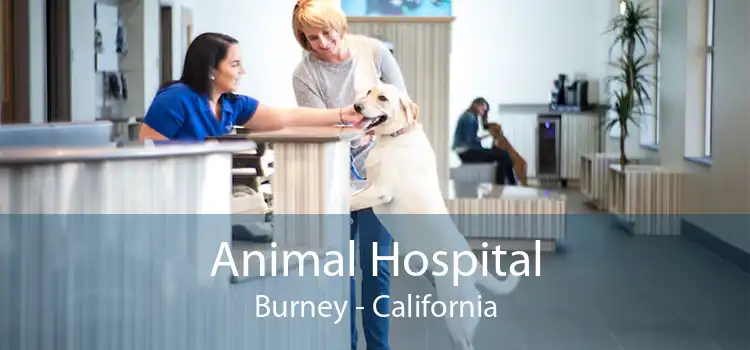 Animal Hospital Burney - California