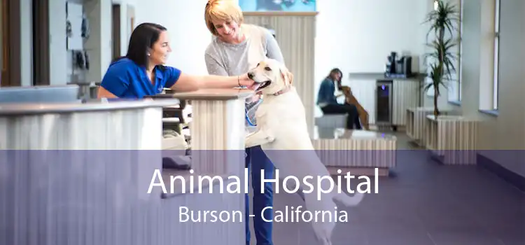 Animal Hospital Burson - California