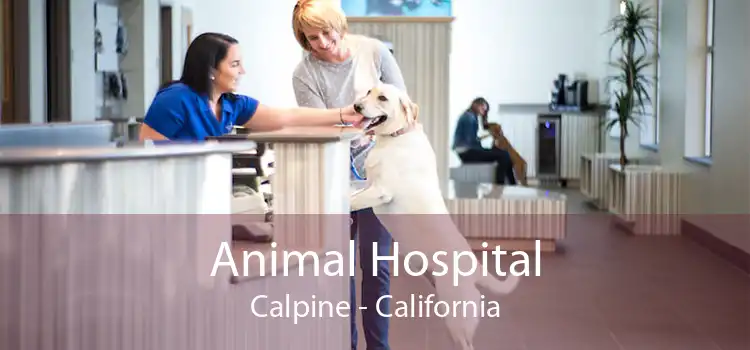 Animal Hospital Calpine - California