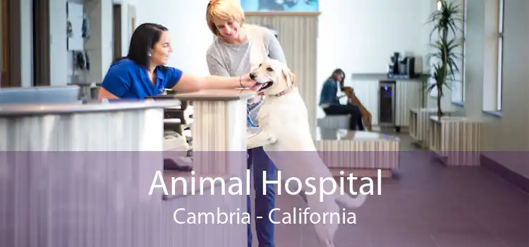 Animal Hospital Cambria - California