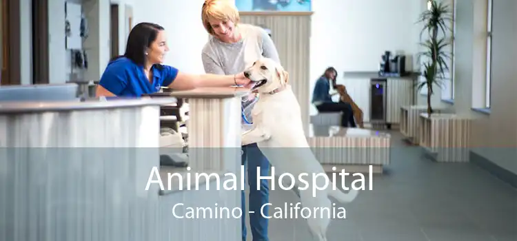 Animal Hospital Camino - California