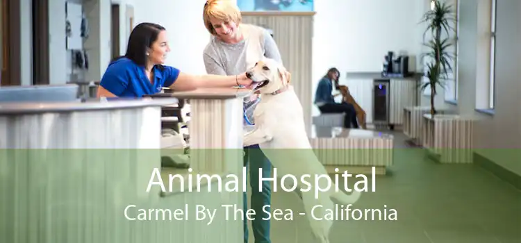 Animal Hospital Carmel By The Sea - California