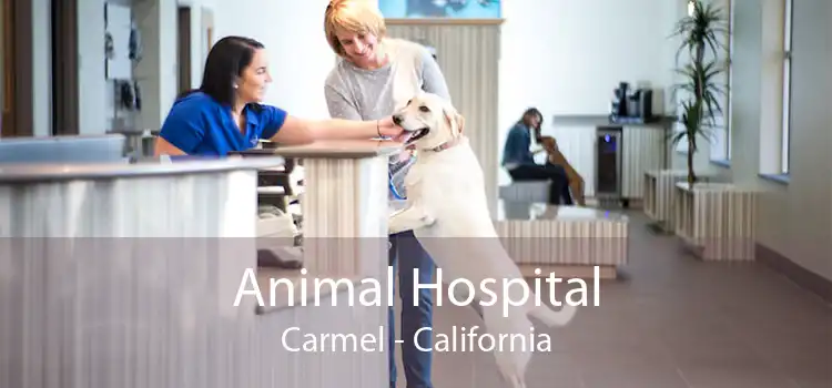 Animal Hospital Carmel - California