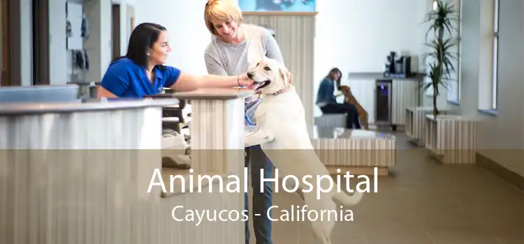 Animal Hospital Cayucos - California