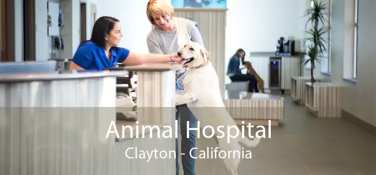 Animal Hospital Clayton - California