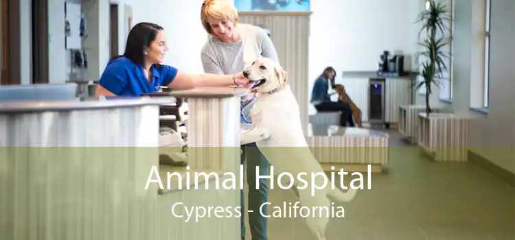 Animal Hospital Cypress - California