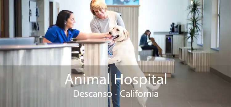 Animal Hospital Descanso - California