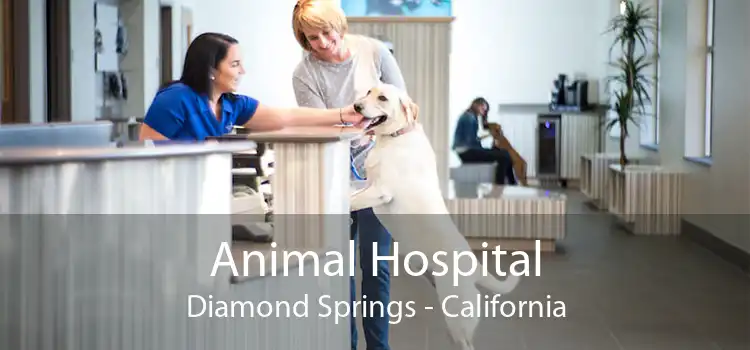 Animal Hospital Diamond Springs - California