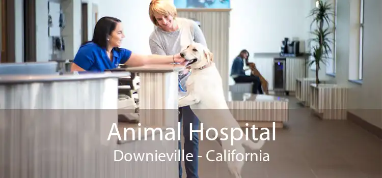 Animal Hospital Downieville - California