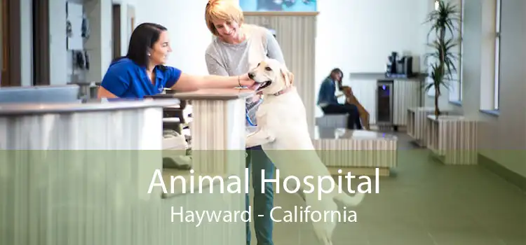 Animal Hospital Hayward - California