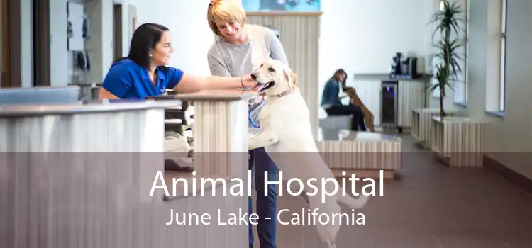 Animal Hospital June Lake - California