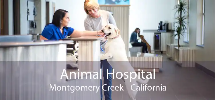 Animal Hospital Montgomery Creek - California