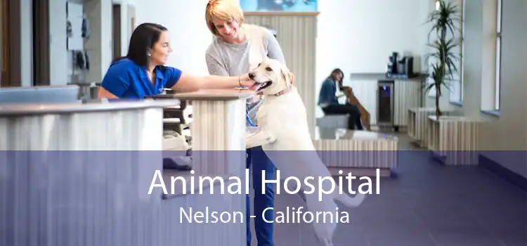 Animal Hospital Nelson - California