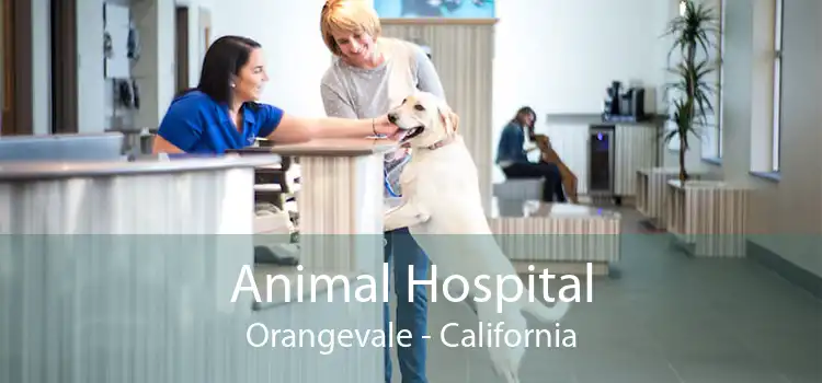 Animal Hospital Orangevale - California