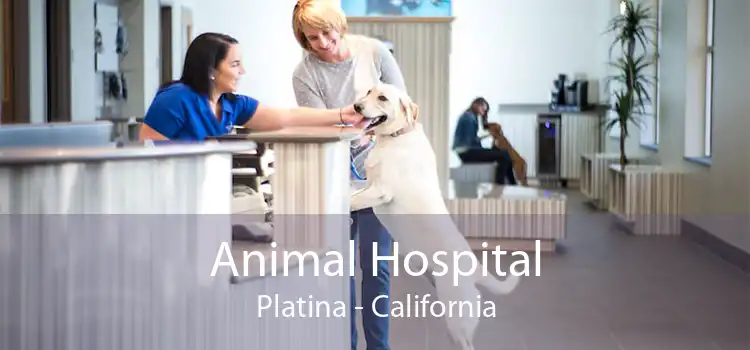 Animal Hospital Platina - California