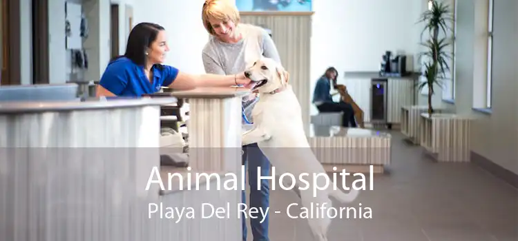 Animal Hospital Playa Del Rey - California