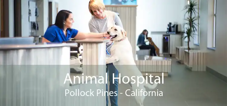 Animal Hospital Pollock Pines - California