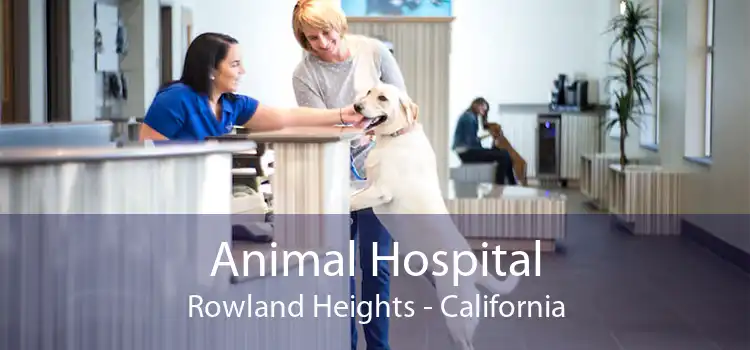 Animal Hospital Rowland Heights - California