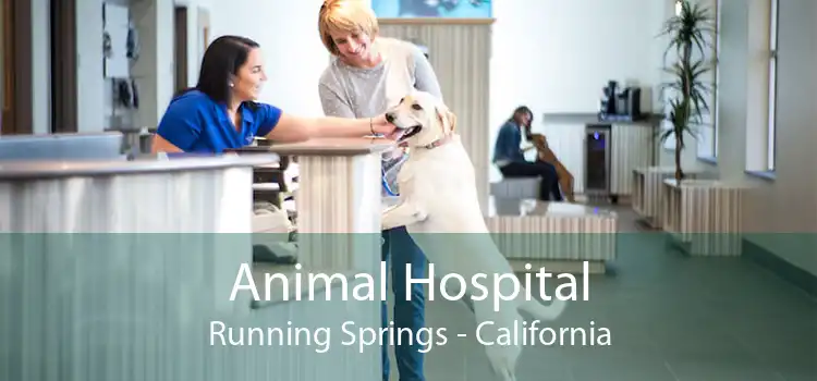 Animal Hospital Running Springs - California