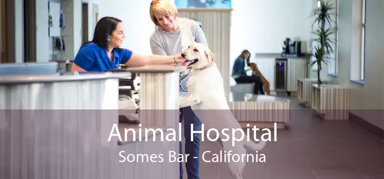 Animal Hospital Somes Bar - California