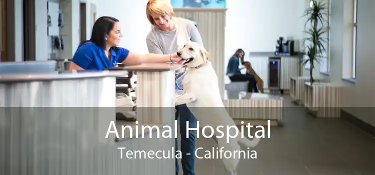 Animal Hospital Temecula - California