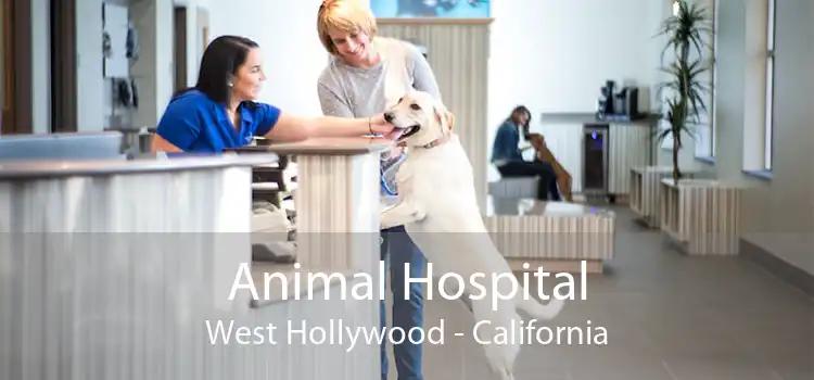 Animal Hospital West Hollywood - California