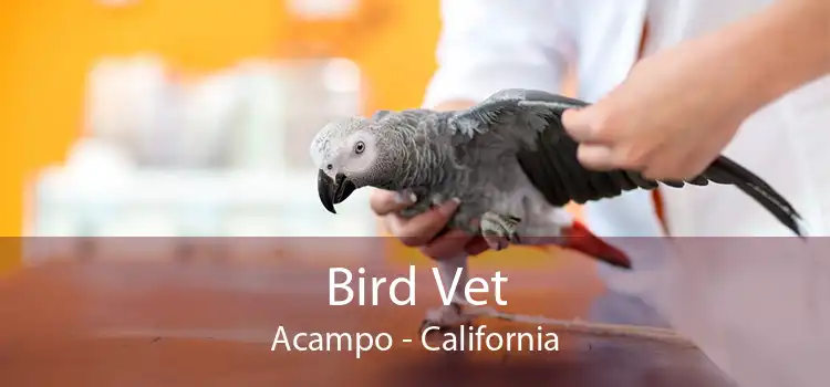 Bird Vet Acampo - California
