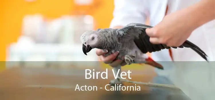 Bird Vet Acton - California