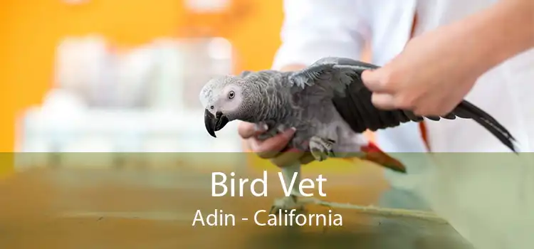 Bird Vet Adin - California