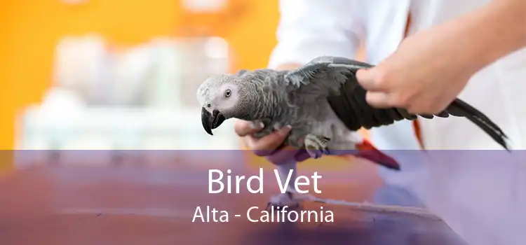 Bird Vet Alta - California
