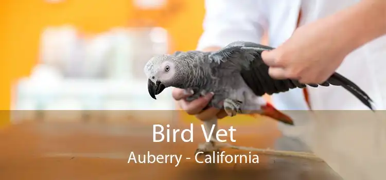 Bird Vet Auberry - California