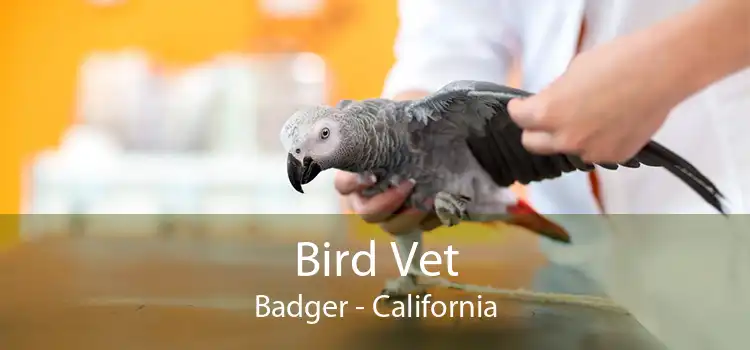 Bird Vet Badger - California