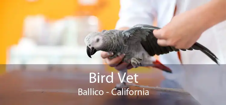 Bird Vet Ballico - California