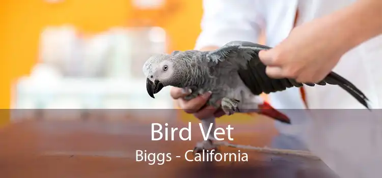 Bird Vet Biggs - California