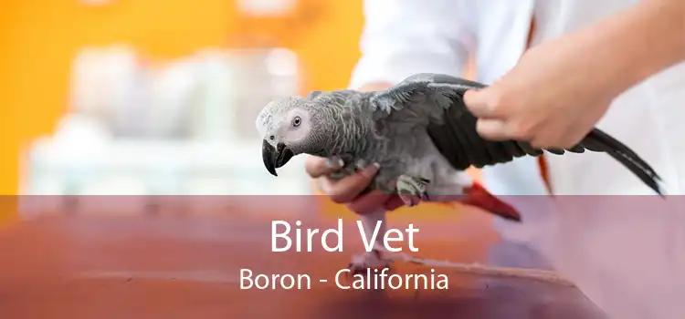 Bird Vet Boron - California