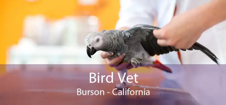 Bird Vet Burson - California