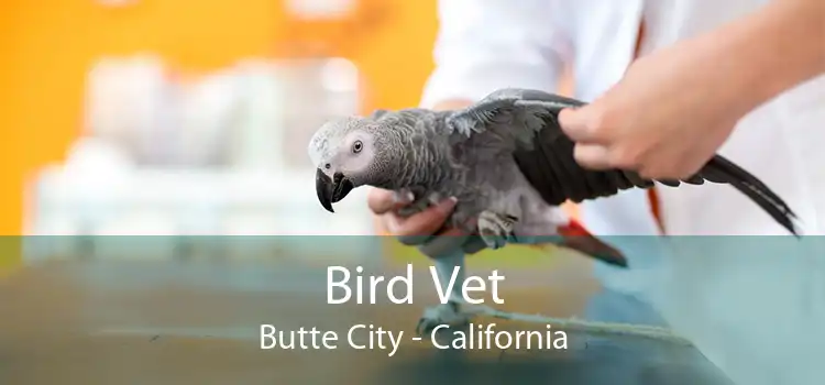 Bird Vet Butte City - California