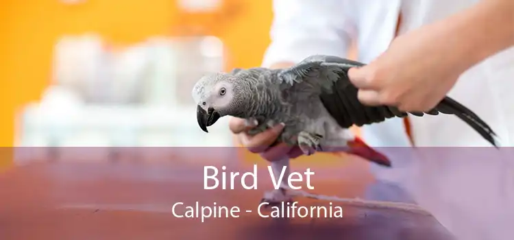 Bird Vet Calpine - California