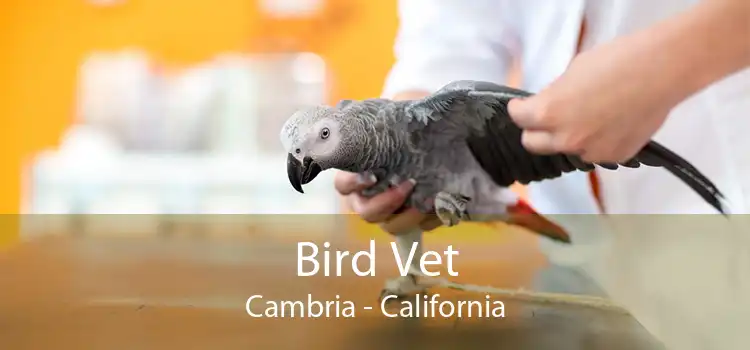 Bird Vet Cambria - California