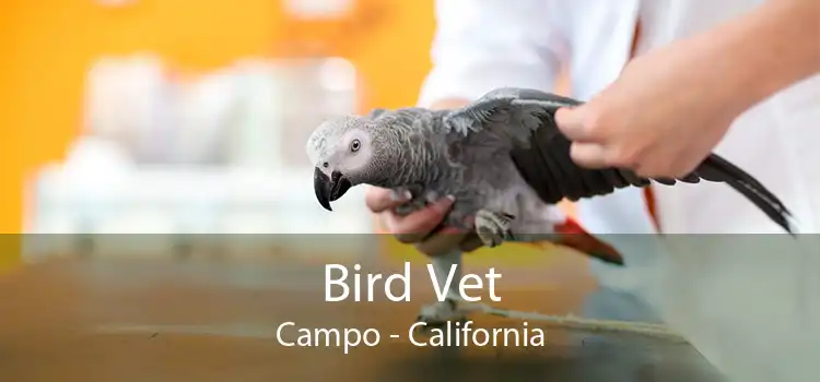 Bird Vet Campo - California