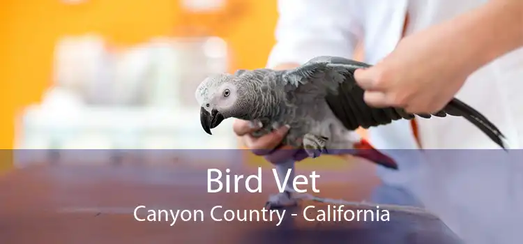 Bird Vet Canyon Country - California