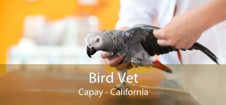 Bird Vet Capay - California