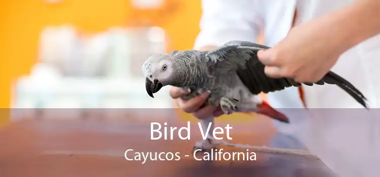 Bird Vet Cayucos - California