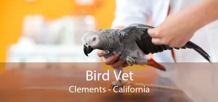 Bird Vet Clements - California